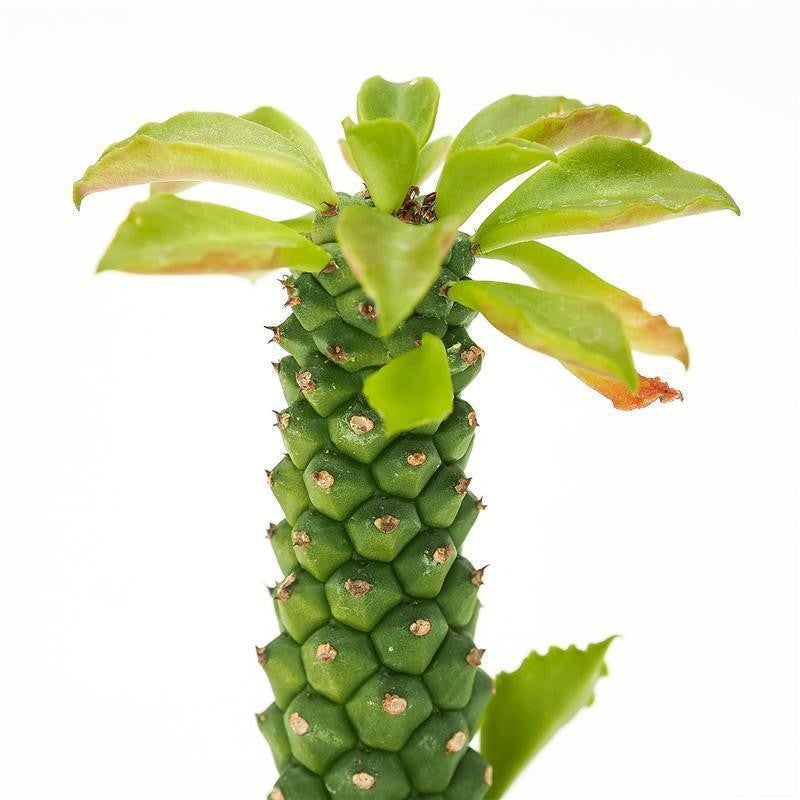 pasiora-monadenium-stapelioides-sukkulente-5-5-cm-topf image 2