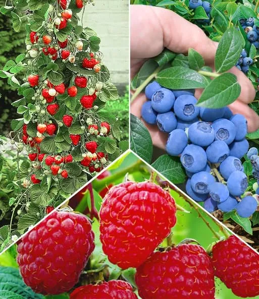 baldur-garten-beeren-naschgarten-5er-set-pflanzen-im-topf image 1