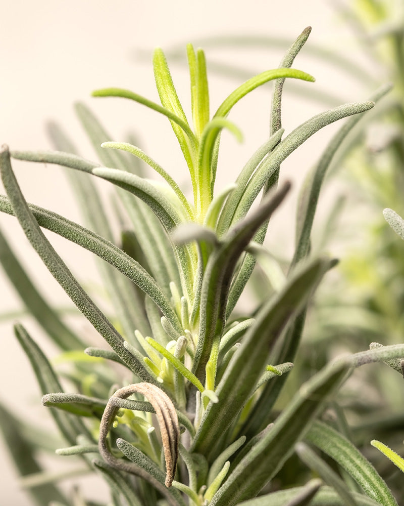 feey-duftendes-kr-uter-trio-thymian-lavendel-rosmarin-im-topf image 5