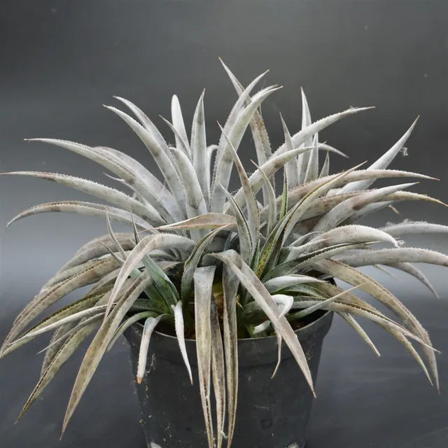pasiora-mangave-pineapple-express-xxl-sukkulente-einzelst-ck image 1