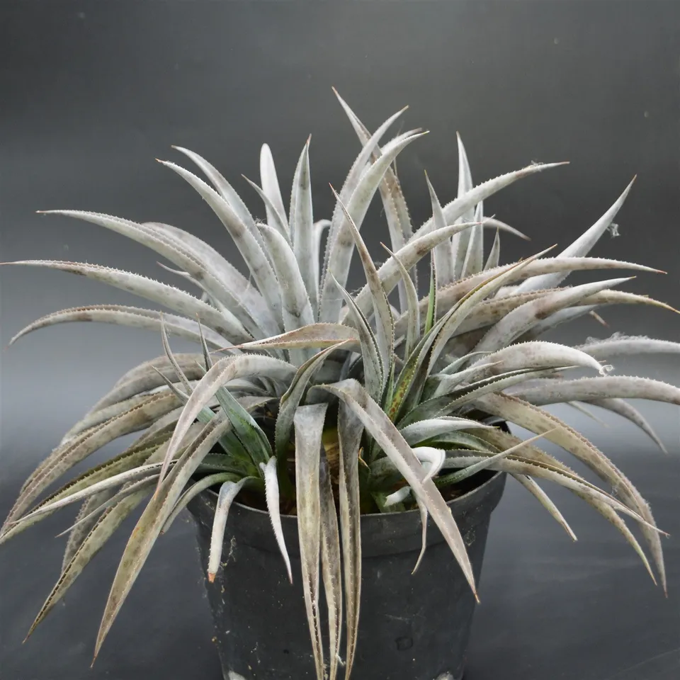 pasiora-mangave-pineapple-express-xxl-sukkulente-einzelst-ck image 1