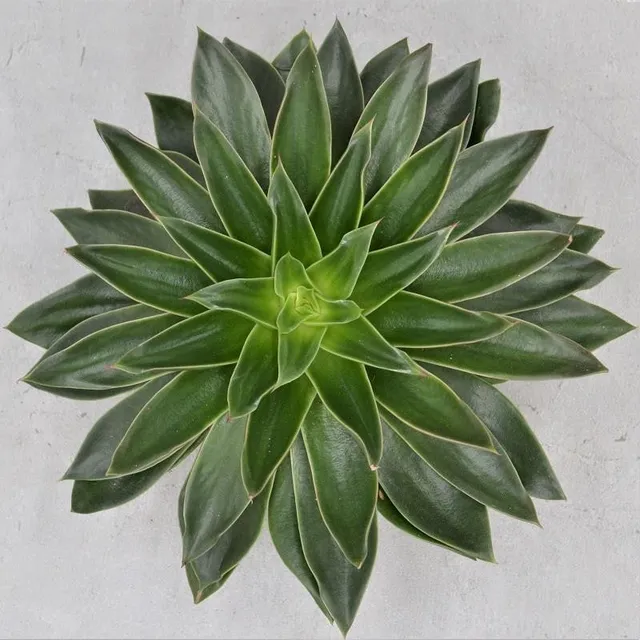 pasiora-echeveria-mexicana-sukkulente-17cm-topf image 1
