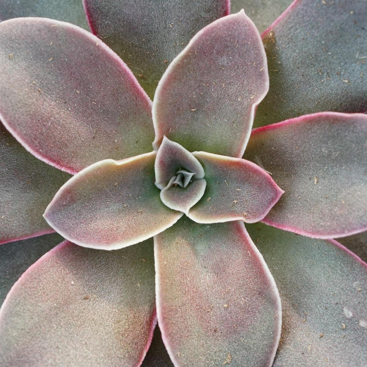 pasiora-echeveria-racemosa-sukkulente-6cm image 2