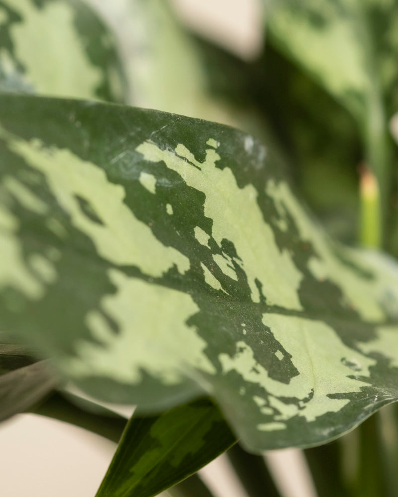 feey-aglaonema-maria-zimmerpflanze image 2