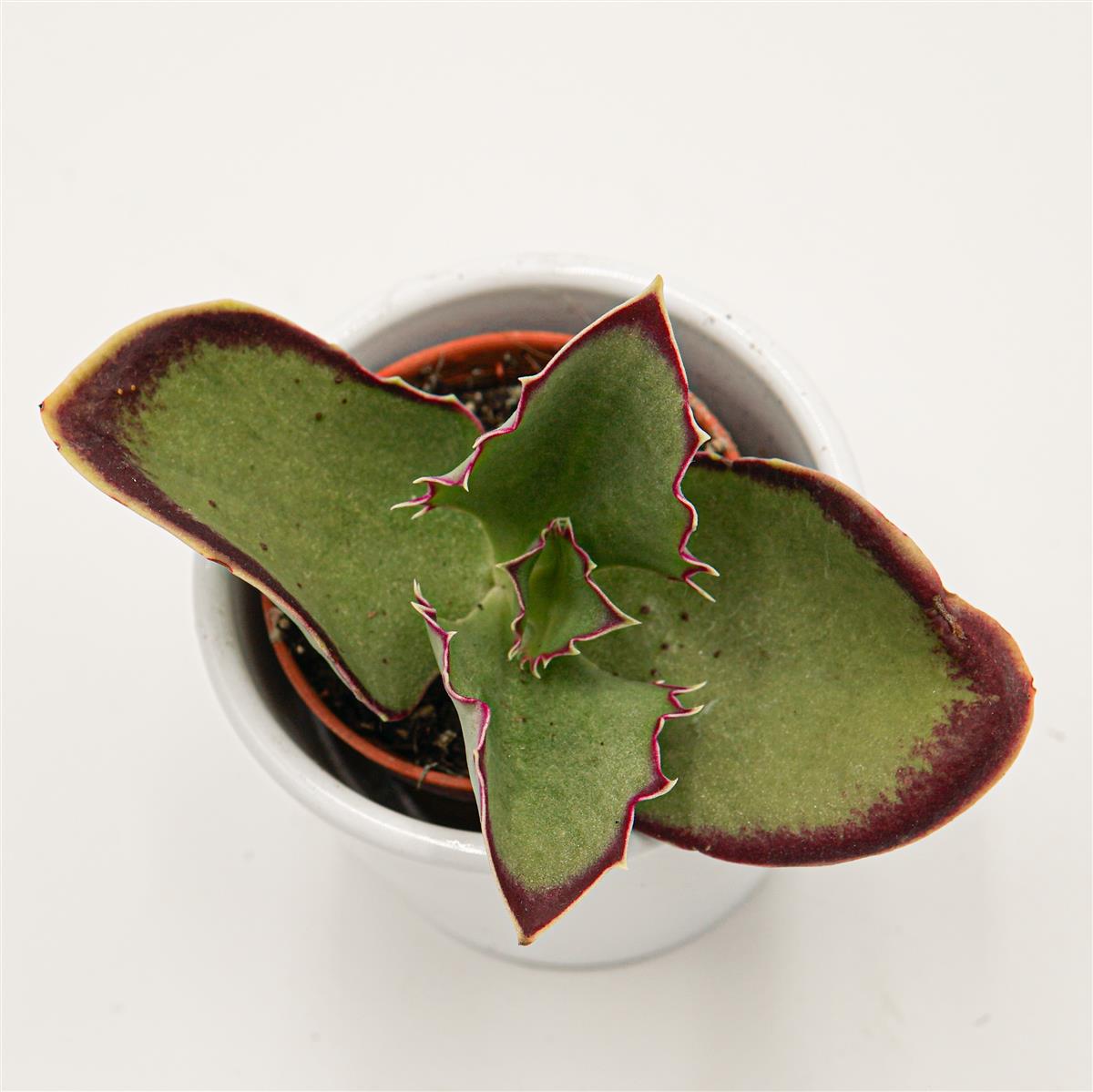 pasiora-kalanchoe-synsepala-sukkulente-5-5cm image 1
