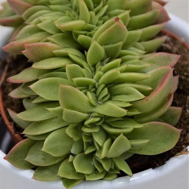 pasiora-echeveria-gilva-cristata-sukkulente-8-5-cm-kammform image 1