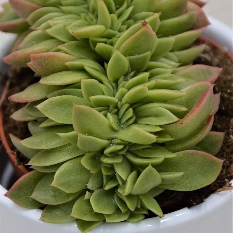 pasiora-echeveria-gilva-cristata-sukkulente-8-5-cm-kammform image 1