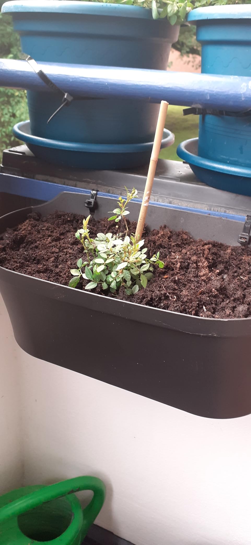 Schöne Kübelrose