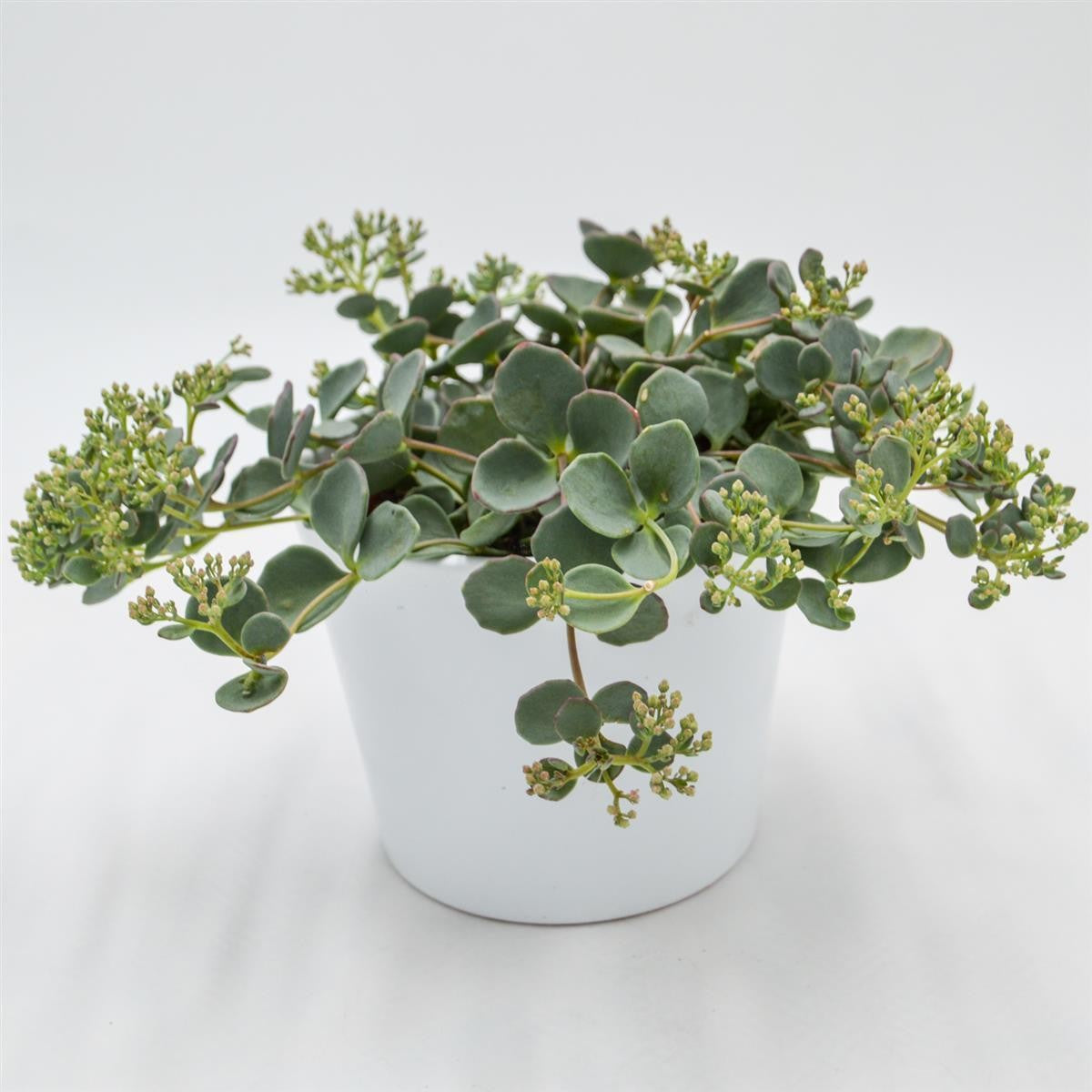 pasiora-sedum-sieboldii-fetthenne-12cm image 1