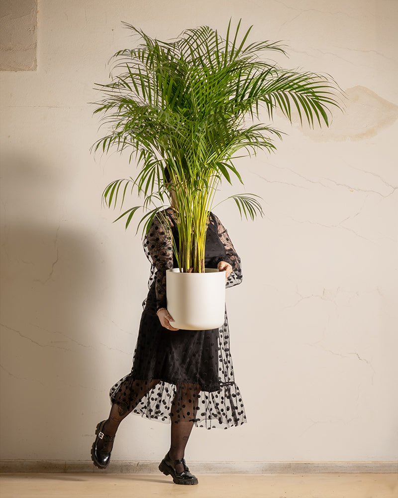 feey-goldfruchtpalme-xl-areca-palme-dypsis-lutescens-zimmerpalme image 1