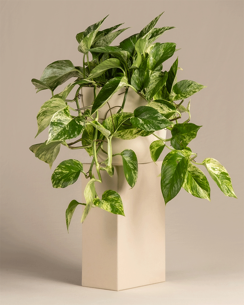 feey-gro-e-efeutute-marble-queen-h-ngepflanze image 6