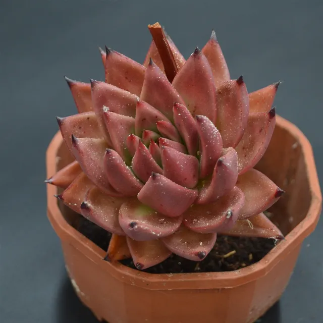 pasiora-echeveria-romeo-hybrid-rarit-t-einzelst-ck image 1