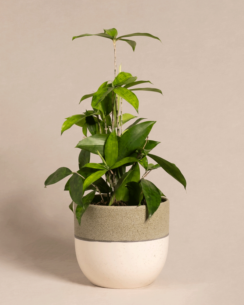feey-bambus-drachenbaum-dracaena-surculosa-klein image 7