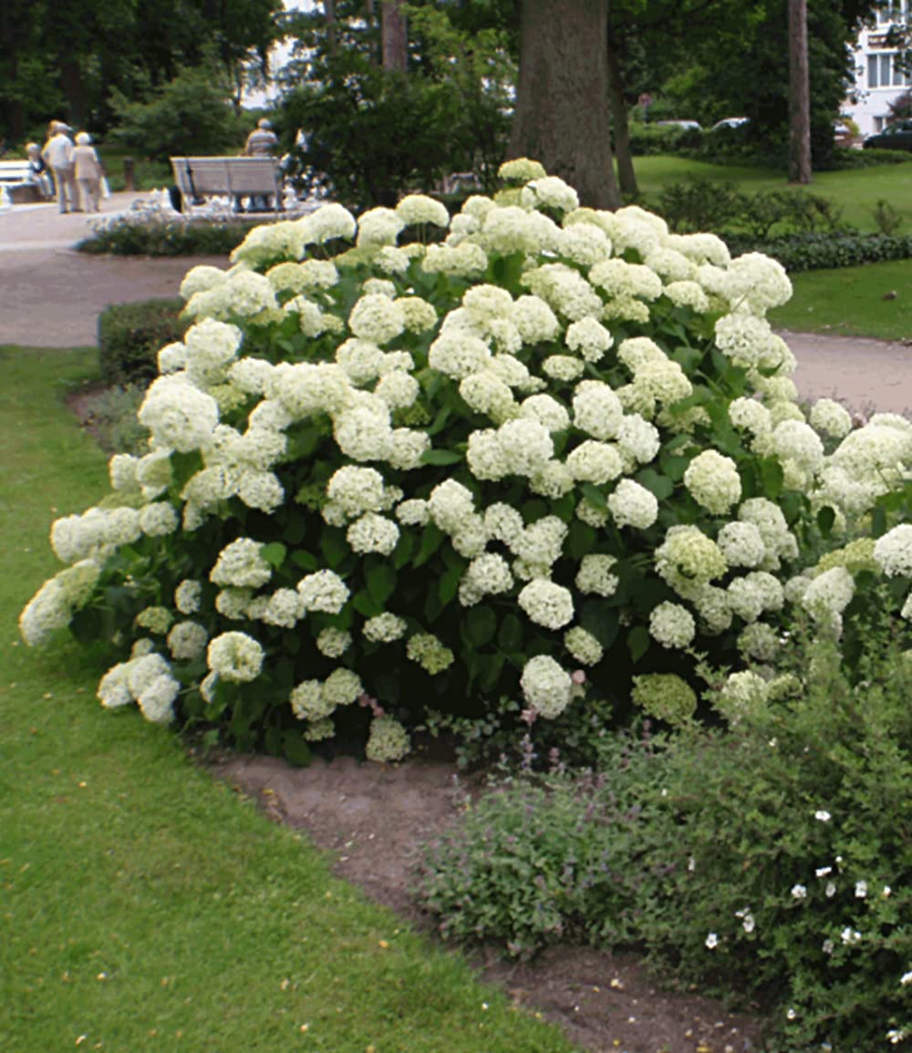 baldur-garten-schneeball-hortensie-annabelle-im-9x9-cm-topf image 7