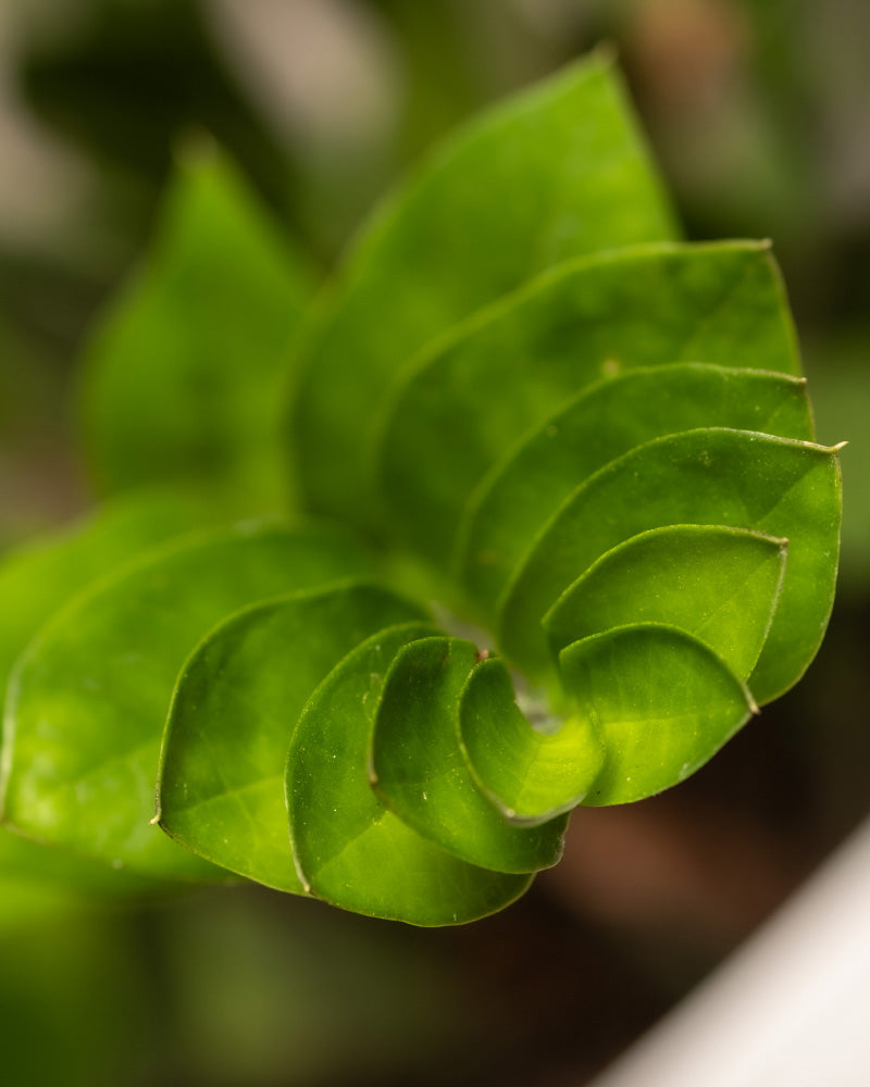 feey-gl-cksfeder-xl-zamioculcas-zamiifolia-gro image 6