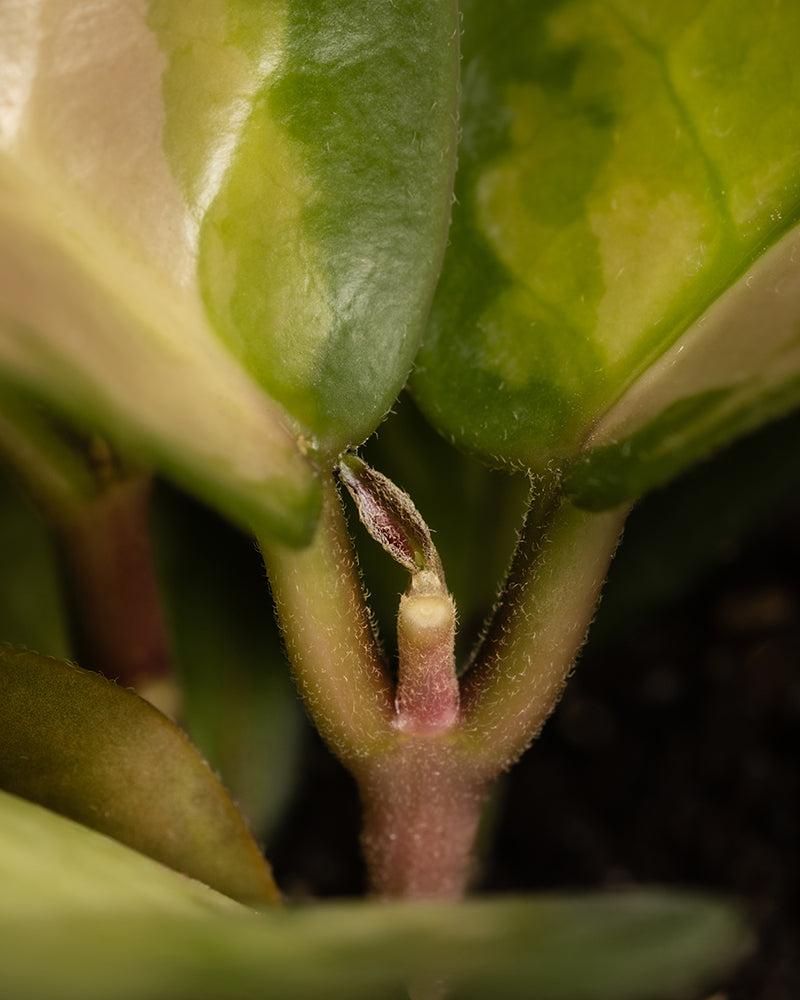 feey-baby-hoya-3er-set-im-spezialsubstrat image 7