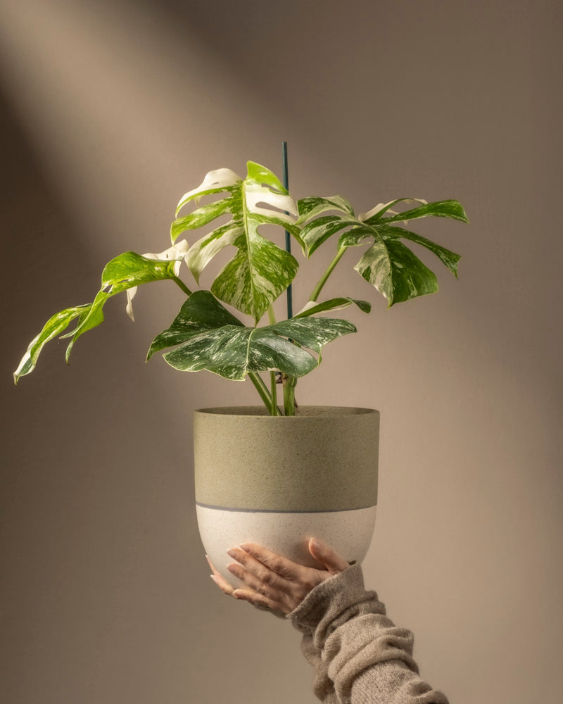 feey-monstera-deliciosa-variegata-fensterblatt-rarit-t image 1