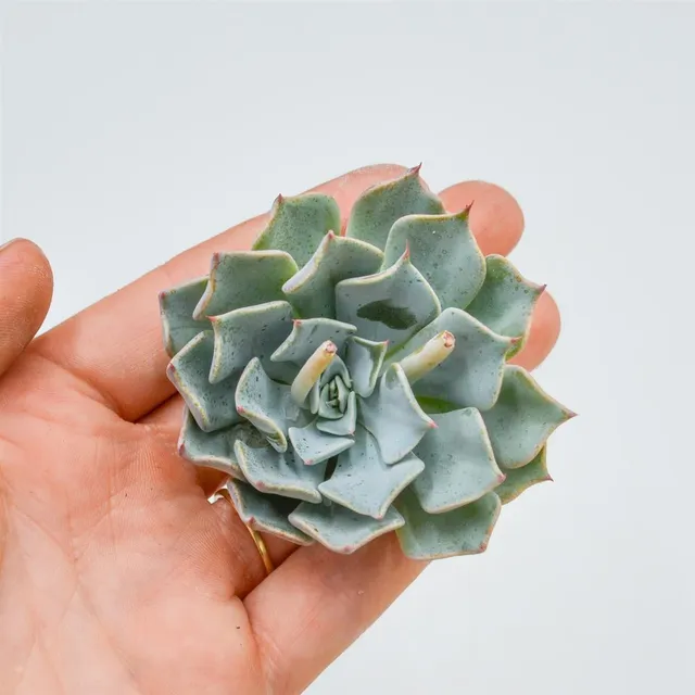 pasiora-echeveria-sp-real-de-catorse-sukkulenten-steckling image 1