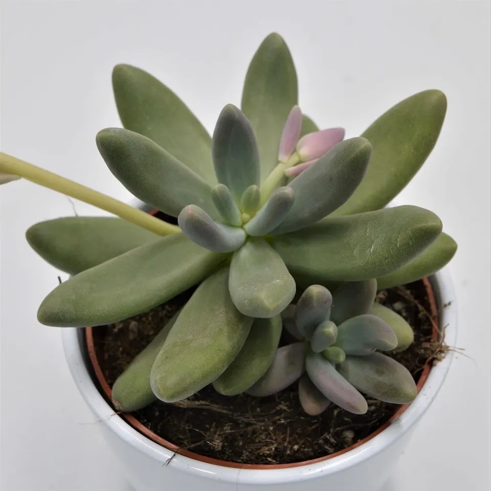 pasiora-pachyphytum-captain-jessop-sukkulente-12cm-topf image 1