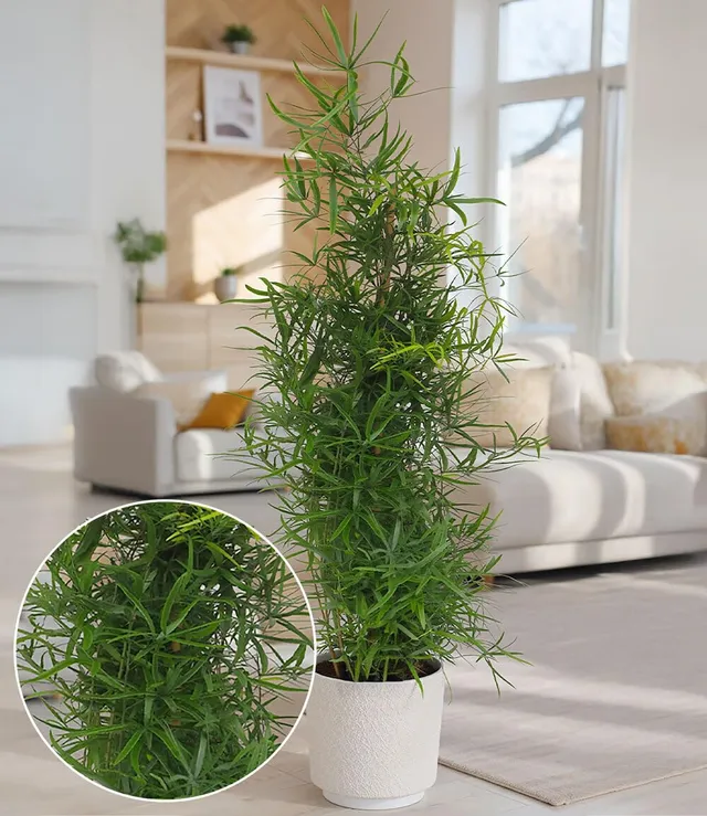 baldur-garten-asparagus-falcatus-pyramide-im-19-cm-topf-ca-80-cm image 1