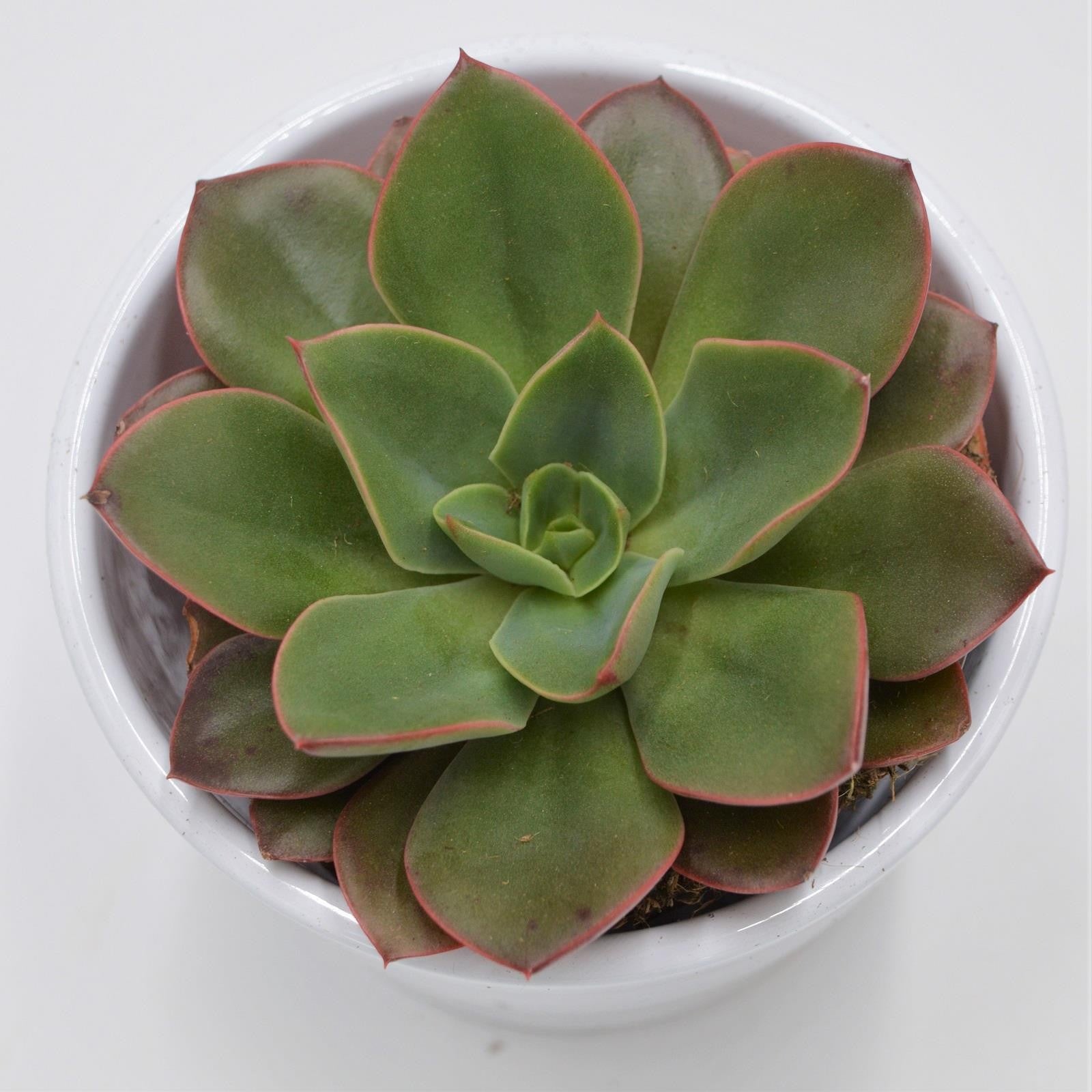 pasiora-echeveria-salsa-verde-sukkulente-8-5cm-topf image 2