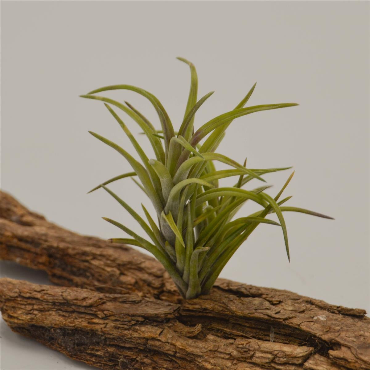 pasiora-tillandsia-neglecta-bromelie-tillandsie image 2