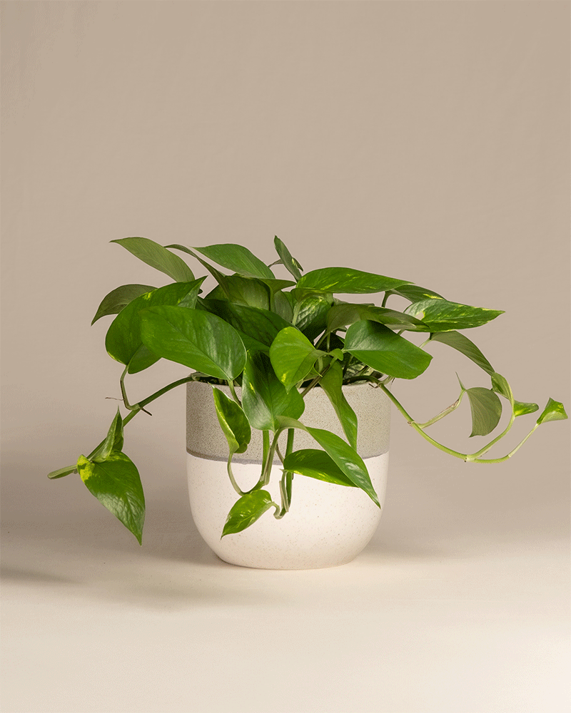 feey-gro-e-efeutute-epipremnum-aureum-h-ngepflanze image 5