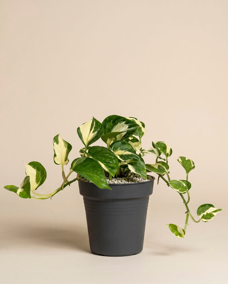 feey-efeutute-happy-leaf-epipremnum-manjula-zimmerpflanze image 3