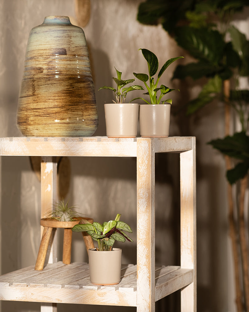feey-babypflanzen-f-rs-badezimmer-3er-set-philodendron-white-measure-calathea-vi image 2
