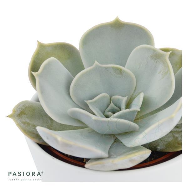 pasiora-echeveria-lilacina-echeverie-6cm image 2