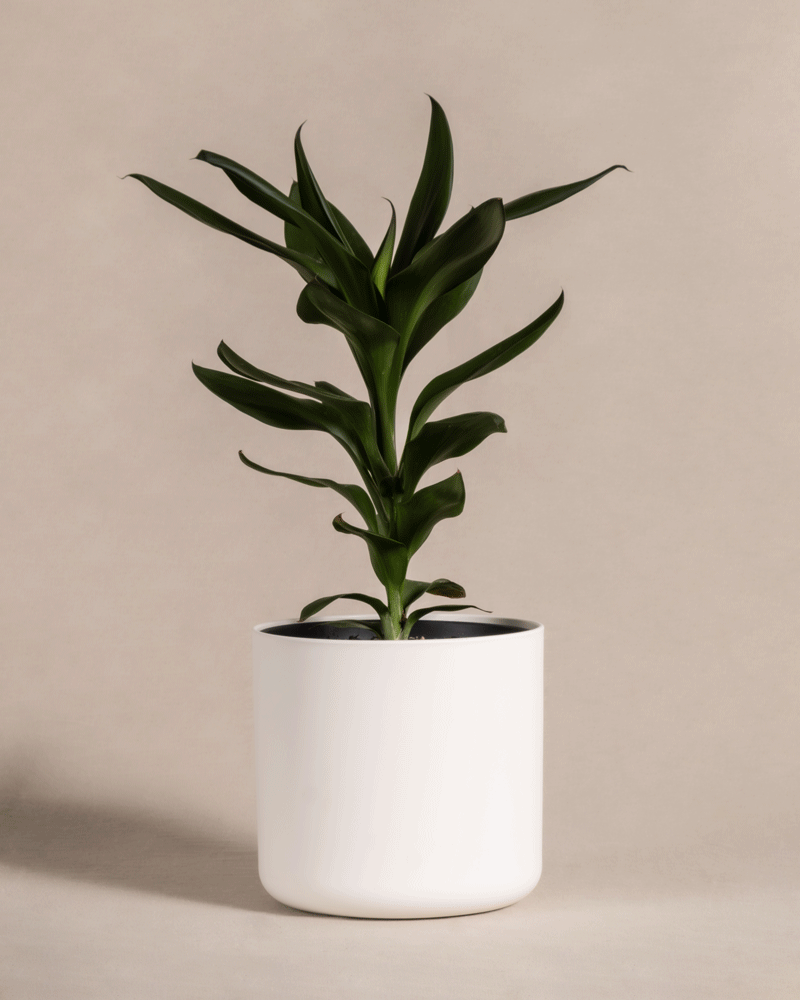 feey-keulenlilie-cordyline-fruticosa-glauca-zimmerpflanze image 7