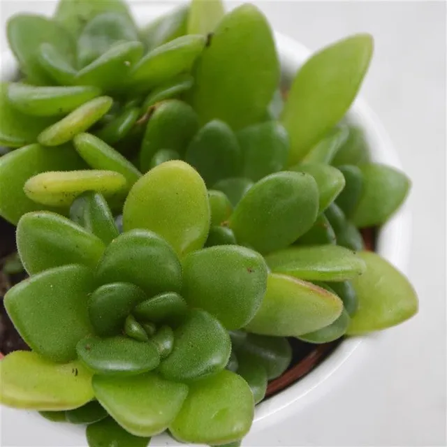 pasiora-aeonium-arnoldii-rosettendickblatt-6cm-topf image 1