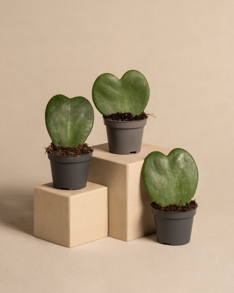 feey-herzblatt-trio-3x-hoya-kerrii-baby-zimmerpflanzen image 3
