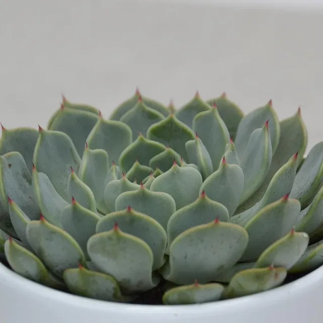 pasiora-echeveria-texensis-sukkulente-im-10-5cm-topf image 1