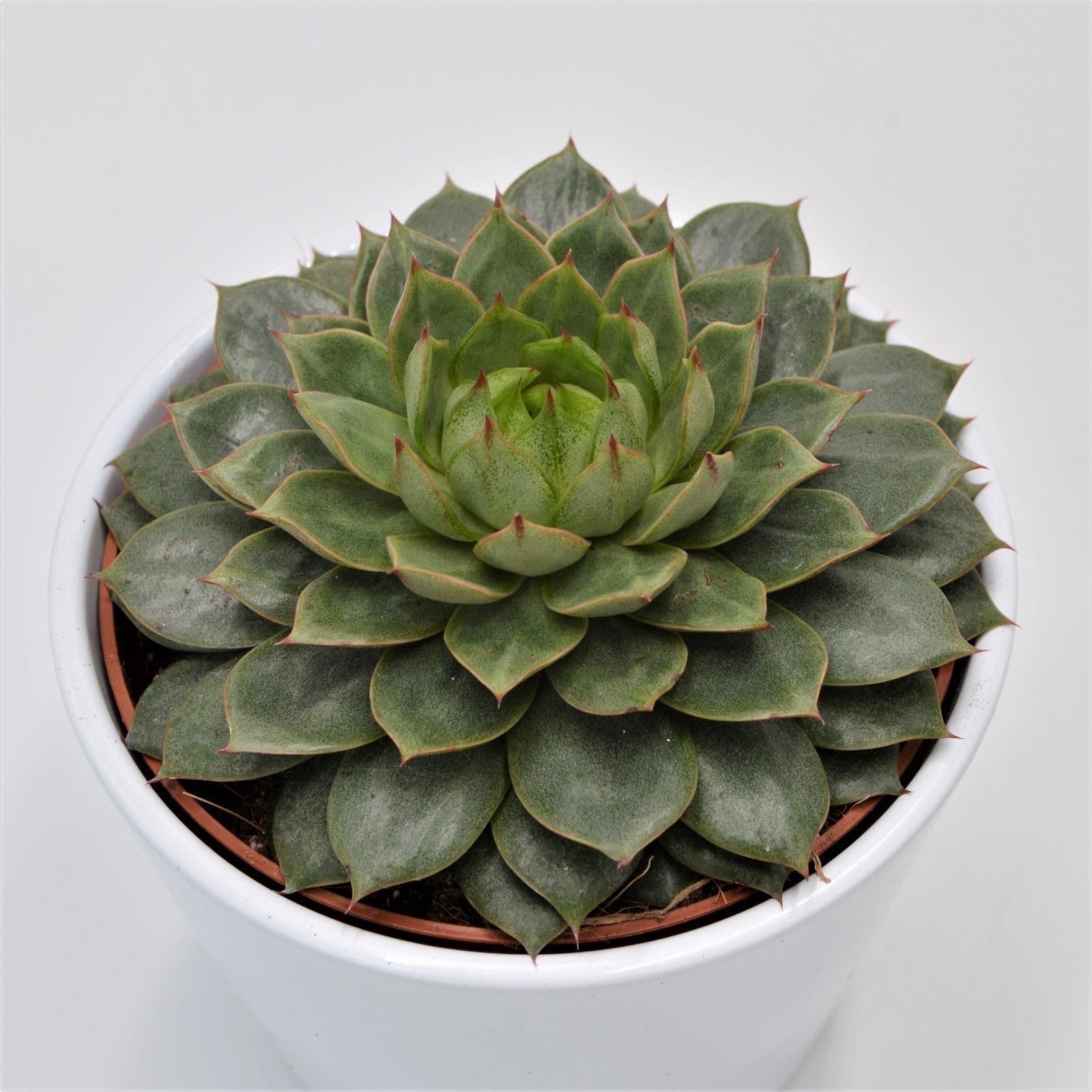 pasiora-echeveria-parva-12cm image 1