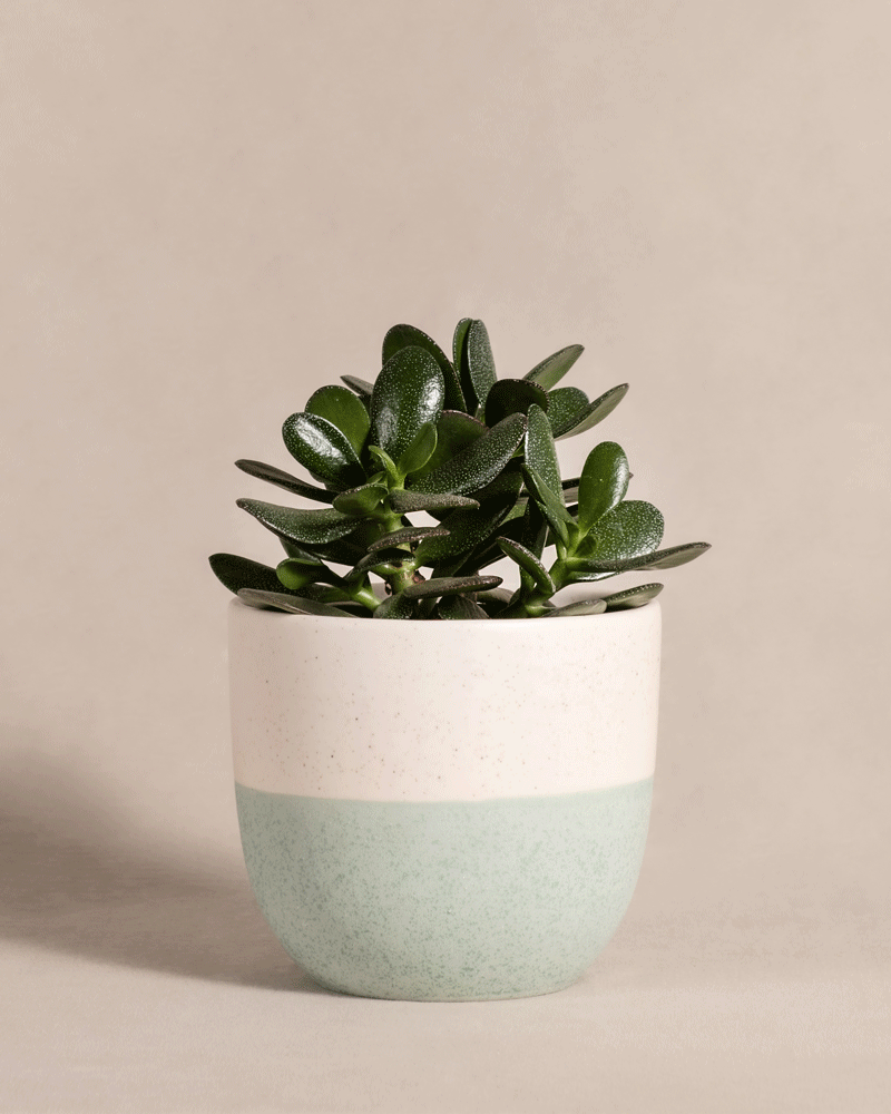 feey-geldbaum-crassula-ovata-pfennigbaum-gl-cksbaum-klein image 5