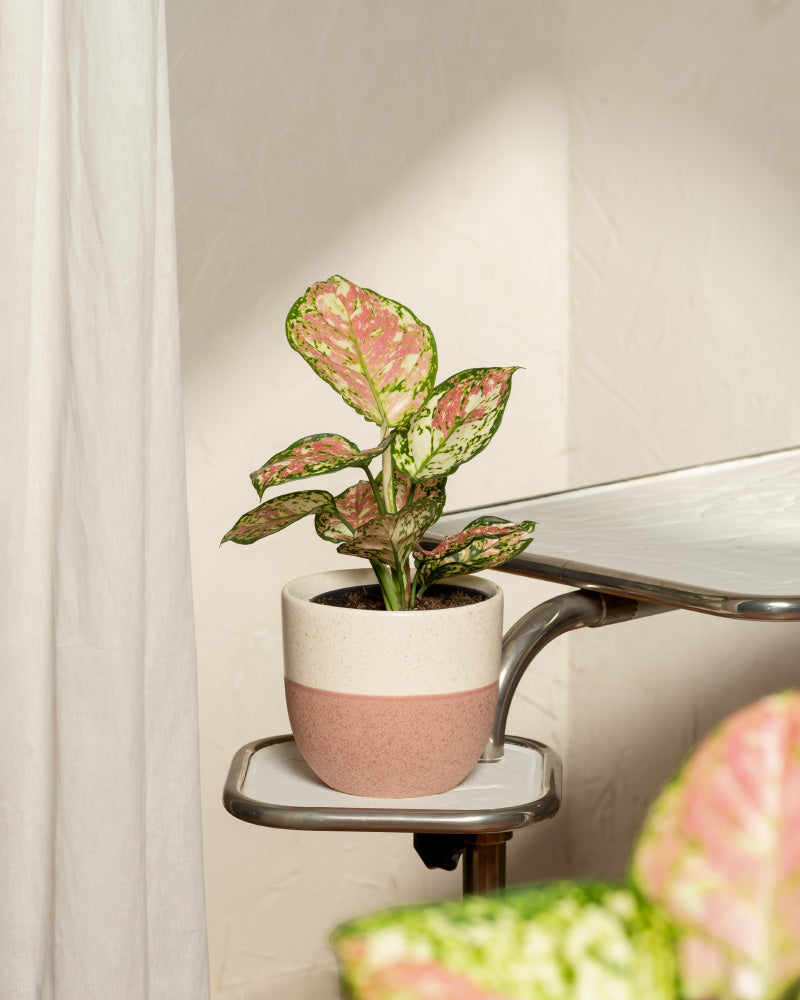 feey-aglaonema-jazzy-red-kolbenfaden-zimmerpflanze-klein image 4
