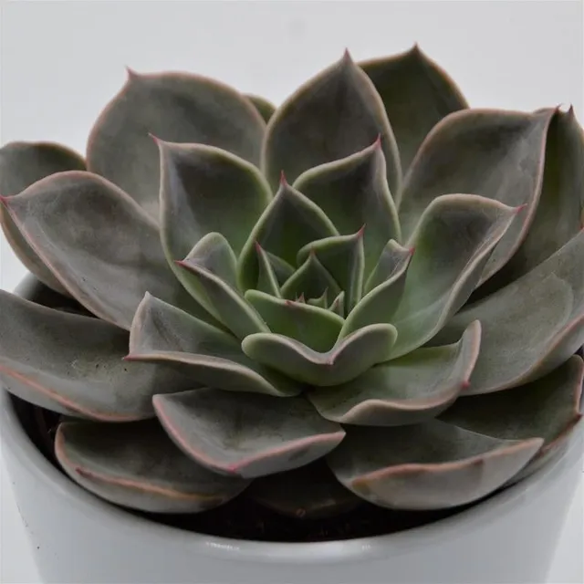 pasiora-echeveria-costa-sukkulente-10-5cm-topf image 1