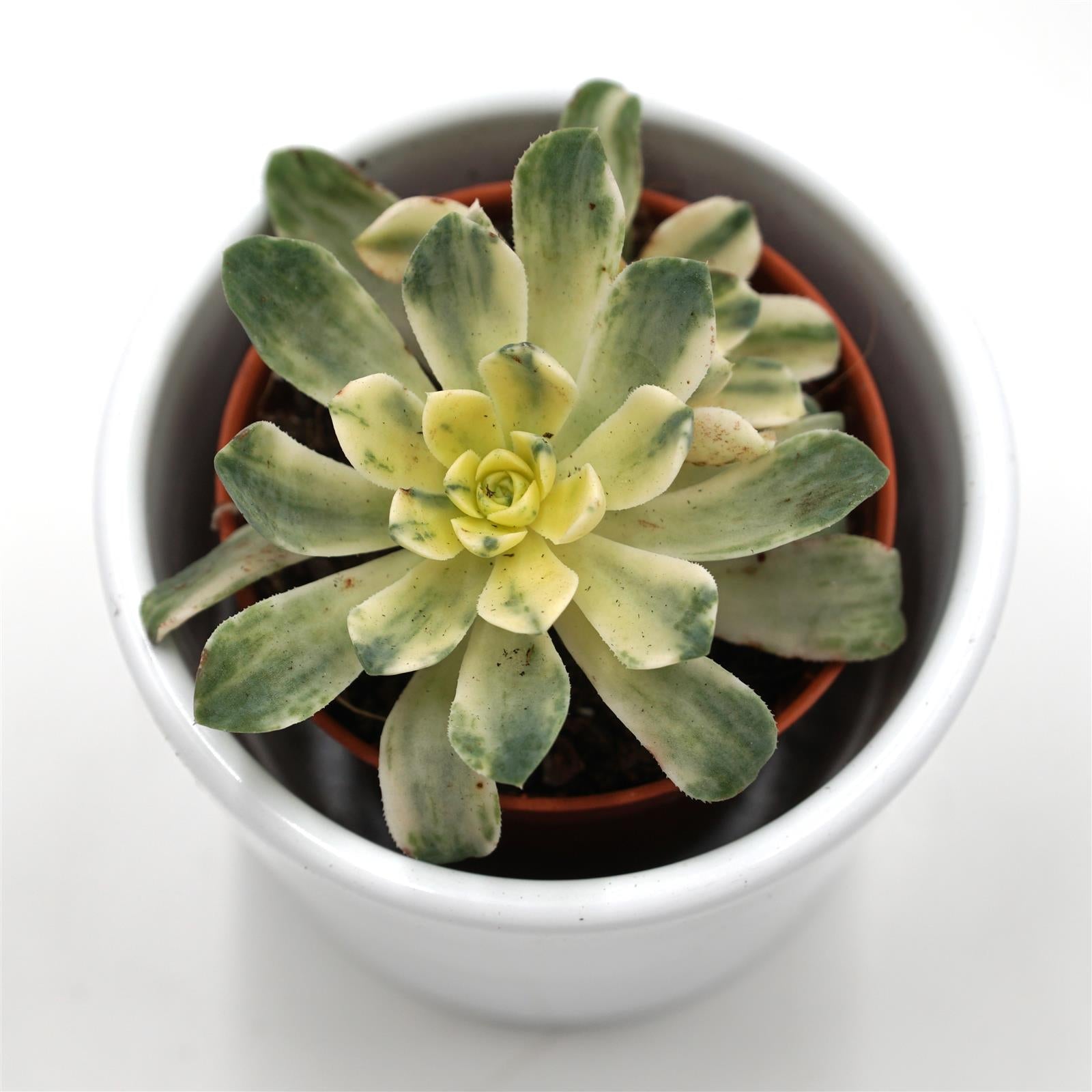 pasiora-aeonium-domesticum-f-variegata-sukkulente-5-5cm image 2