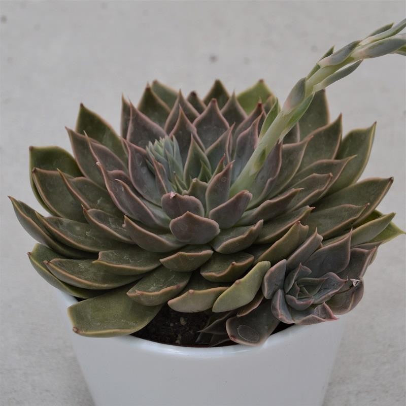 pasiora-echeveria-mensa-sukkulente-10-5cm-topf image 1