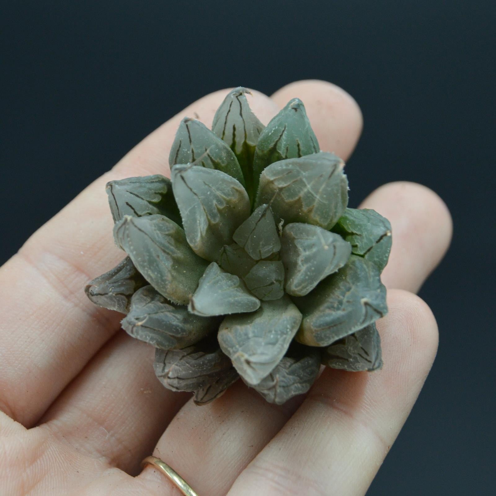 pasiora-haworthia-tsuen-sukkulente-steckling image 1