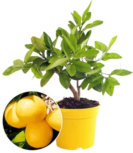 baldur-garten-zitronen-b-umchen-citrus-limon-im-12-cm-topf image 4