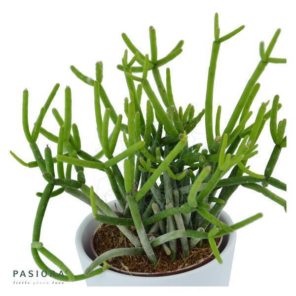 pasiora-rhipsalis-teres-f-heteroclada-korallenkaktus-6cm image 1