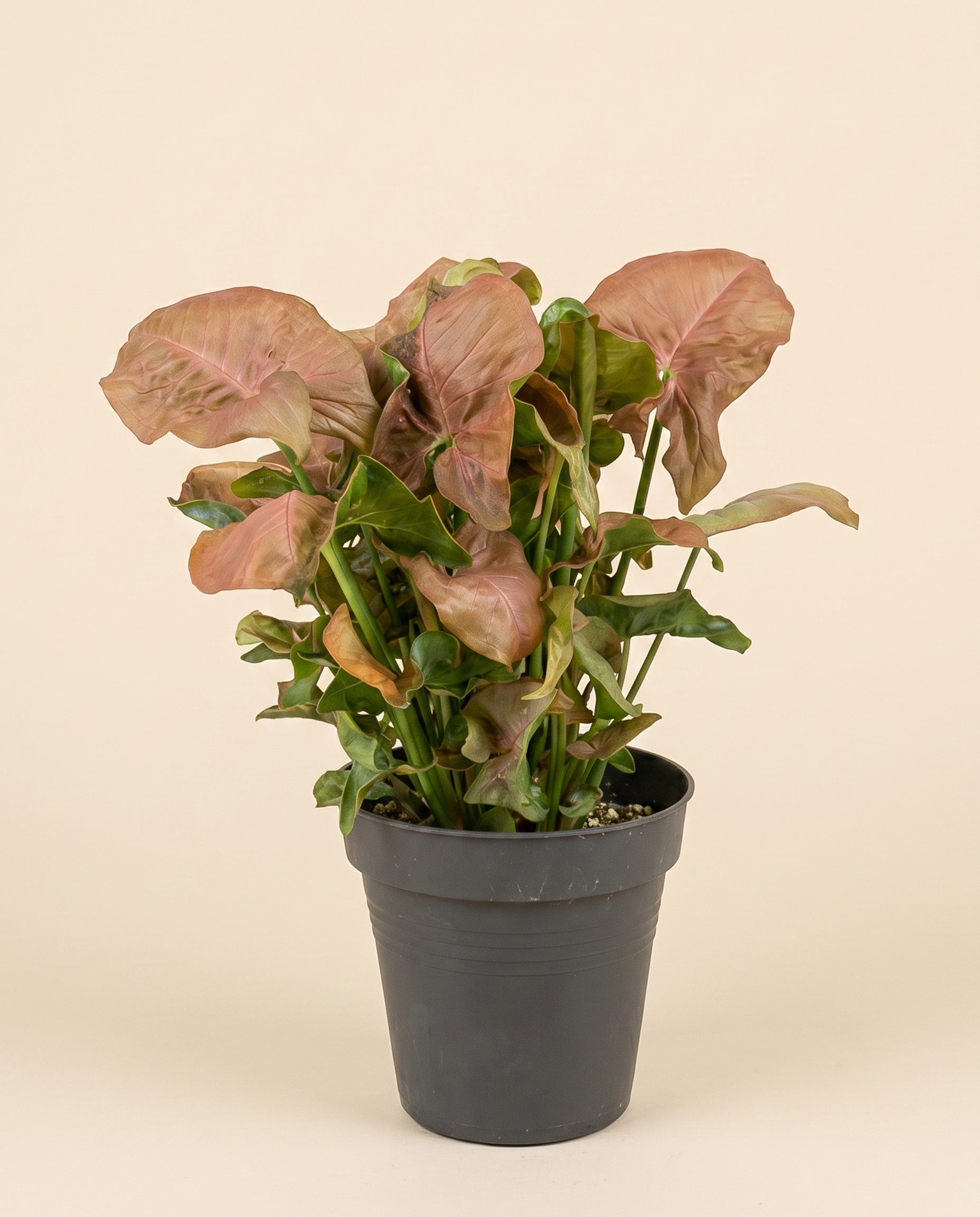 feey-syngonium-neon-schweizer-zimmerpflanze-klein-mittel image 3