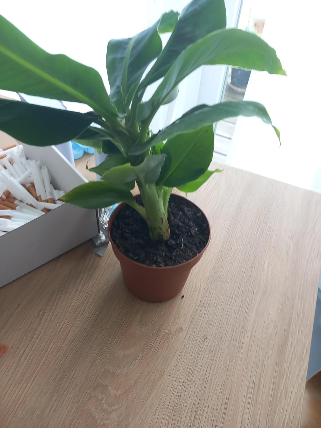 Top Geschenk