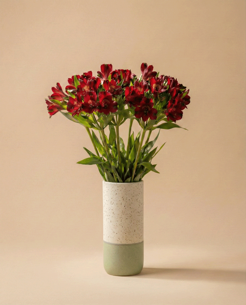 feey-alstroemeria-rot-schnittblumen image 4