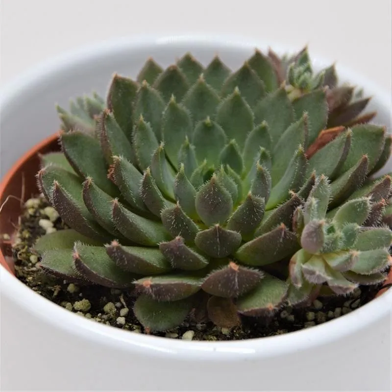 pasiora-echeveria-scorpio-sukkulente-8-5-cm-topf image 1