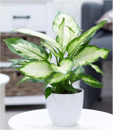 baldur-garten-dieffenbachie-camilla-pflanze-im-12-cm-topf image 5