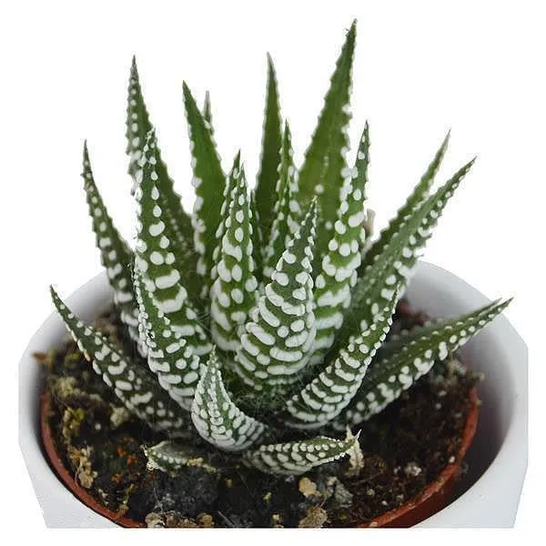 pasiora-haworthia-fasciata-big-band-sukkulente-im-6cm-topf image 1