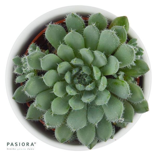 pasiora-echeveria-setosa-var-minor-sukkulente-5-5cm-topf image 1